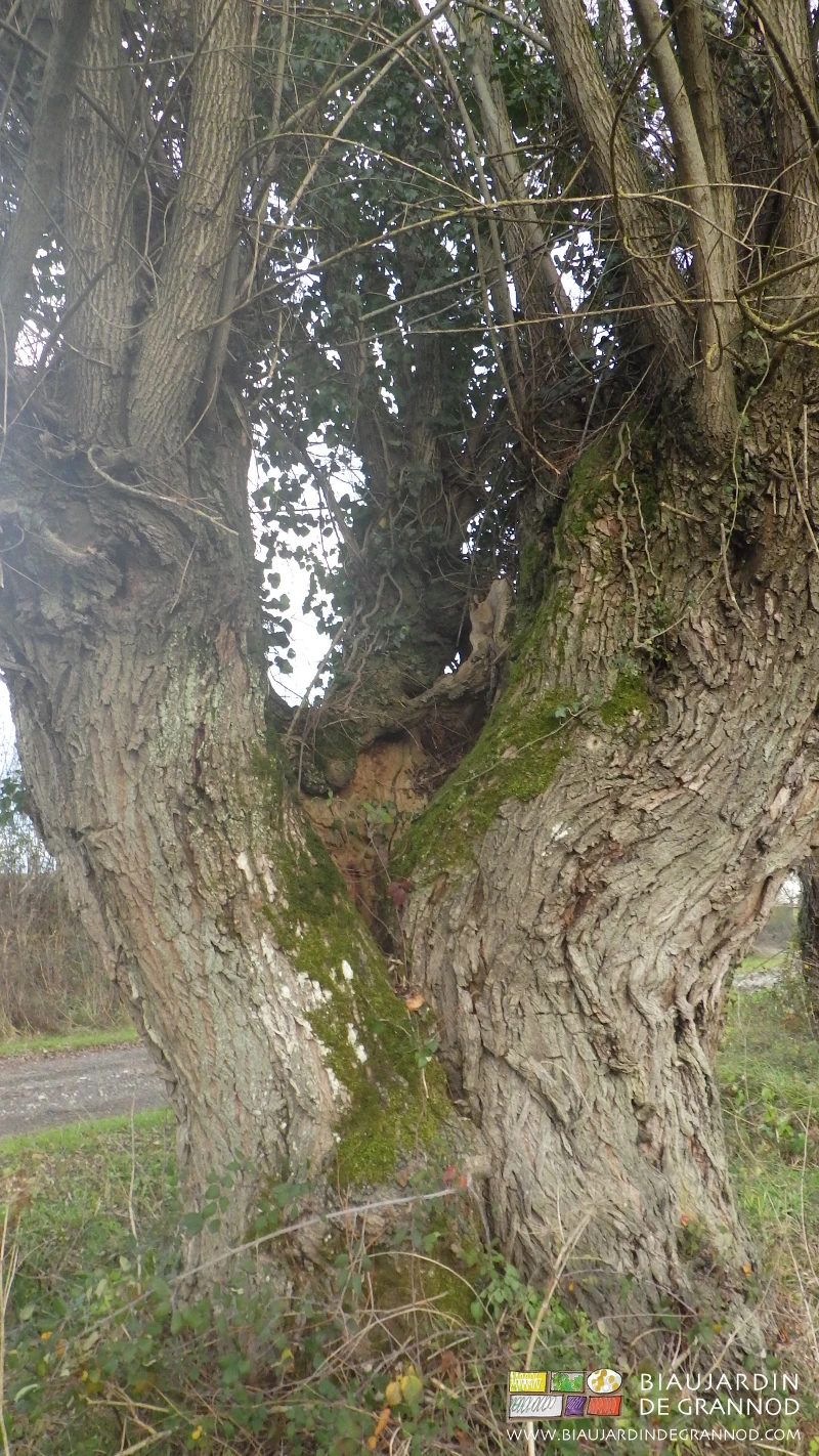 photo d'une magnifique trogne de têtard au tronc gros et creux source de biodiversité