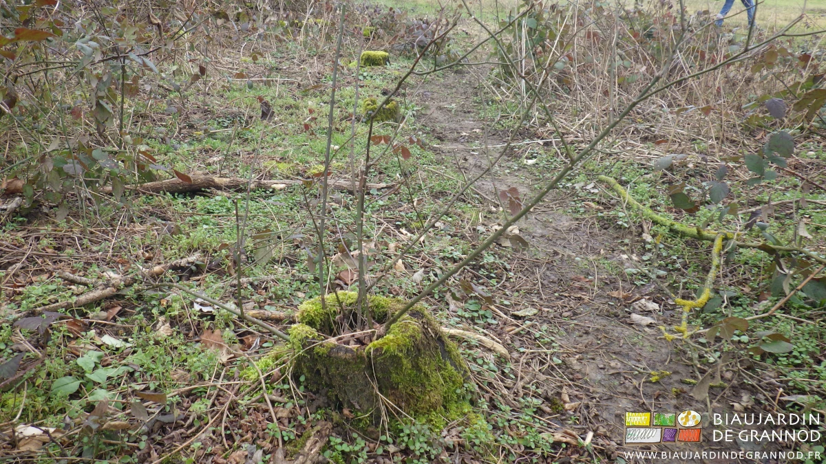 photo d'une repousse d'arbre par semis dans le terreau d'une petite souche morte