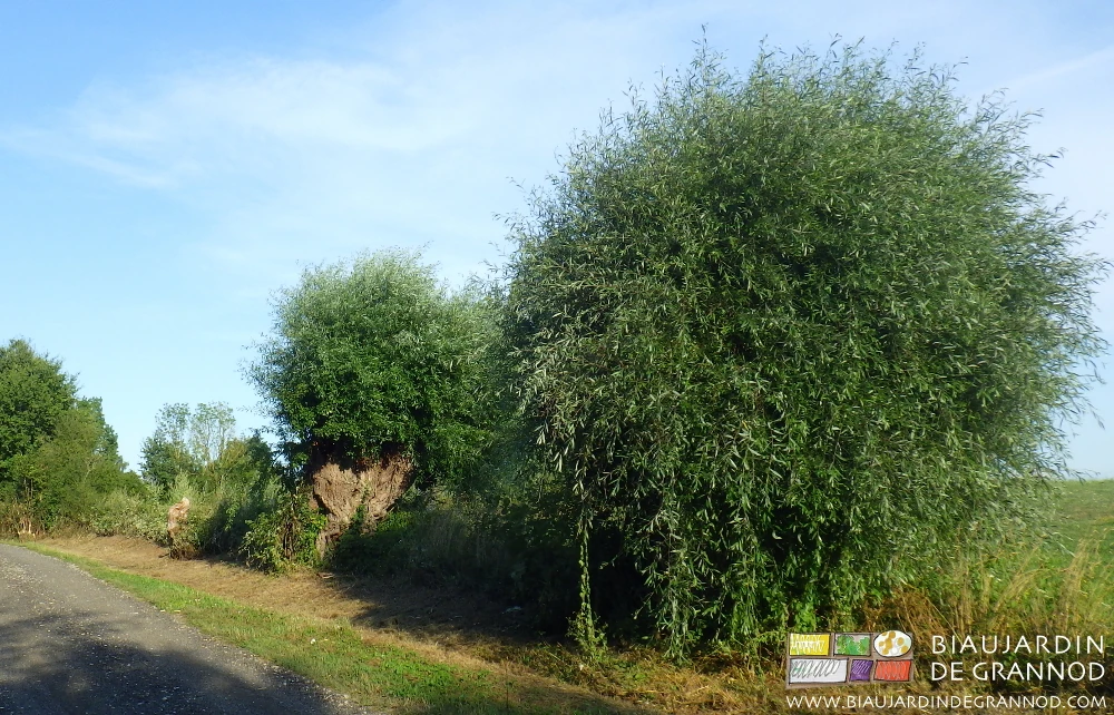 photo d'aulnes têtards au branches fines en tout début de repousse
