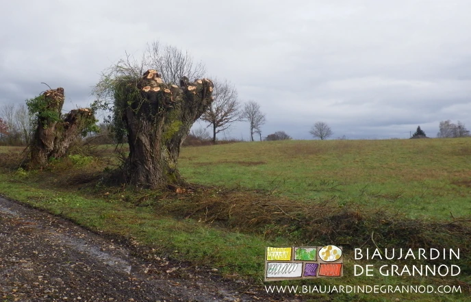 photo de trognes élaguées avec pousses de groseille et autres
