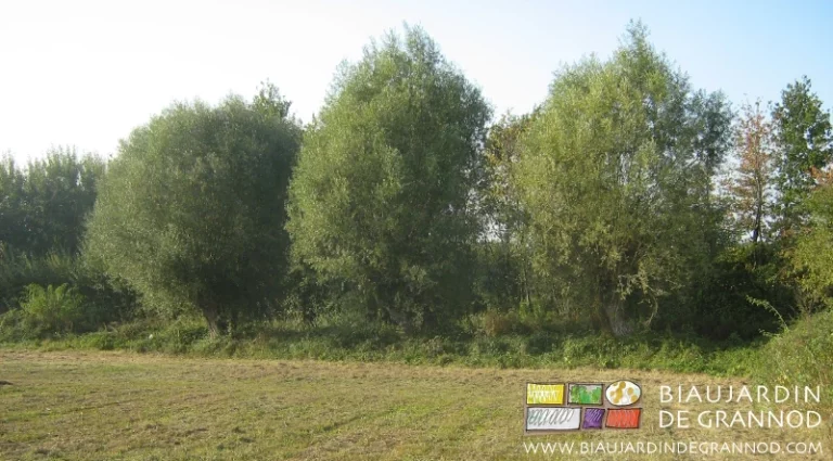 photo d'un alignement d'arbres têtards en bordure d'une prairie permanente