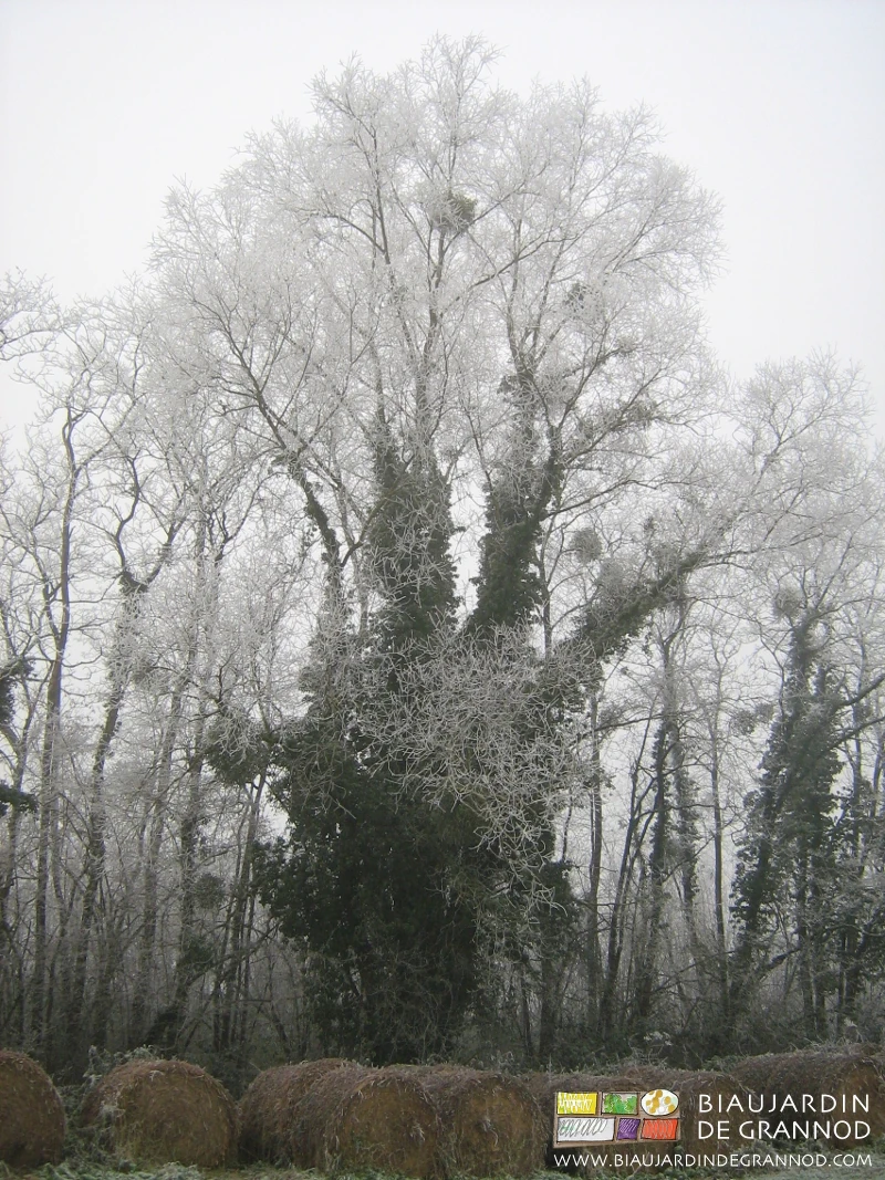 photo par temps de givre d'un aulne têtard aux branches garnies de lierre