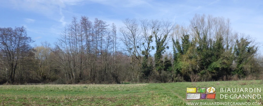 photo d'un alignement d'aulnes en cépées, acacia en cépée, et aulnes têtards