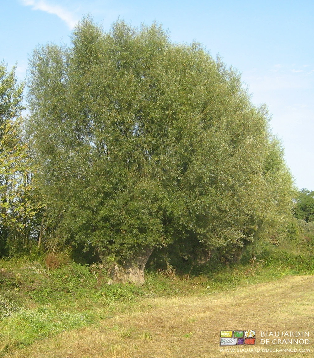 photo d'un vieil arbre têtard au bord d'un de nos prés