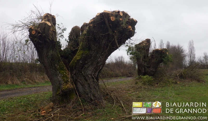photo de trognes de saule juste après recépage des branches