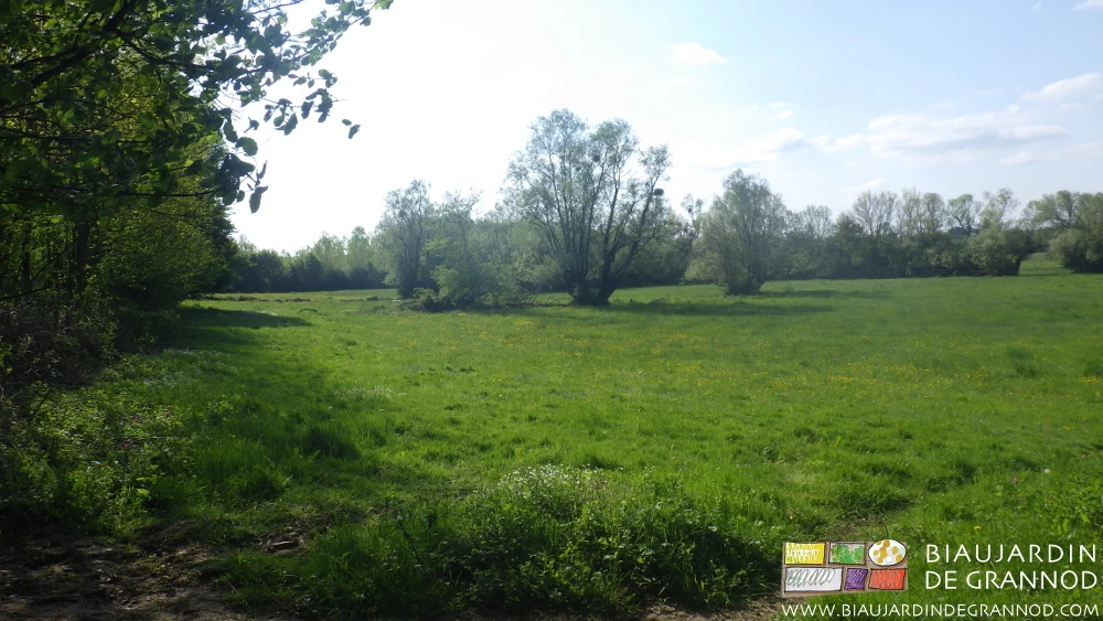photo du talus d'un pré inondable aux nombreux têtards manquant