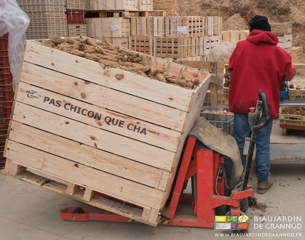 photo du basculeur tenant un palox d'endive siglé pas chicon que cha, notre association