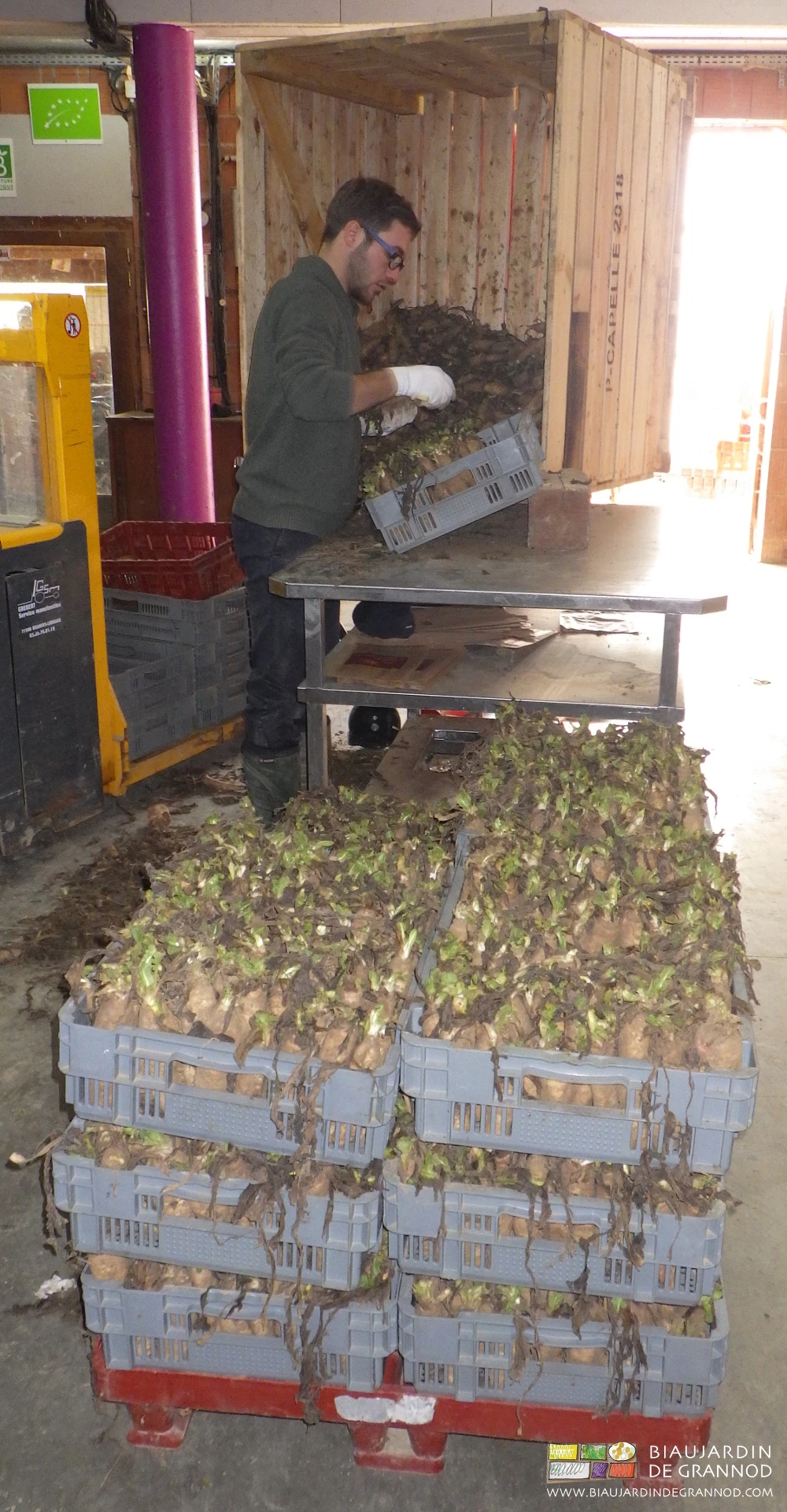 Photo de palox de racine d’endive vrac basculé pour la mise en pousse