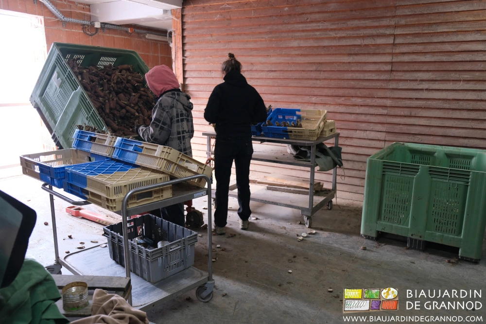 photo de la mise en pousse des racines d'endive avec palox maintenu basculé