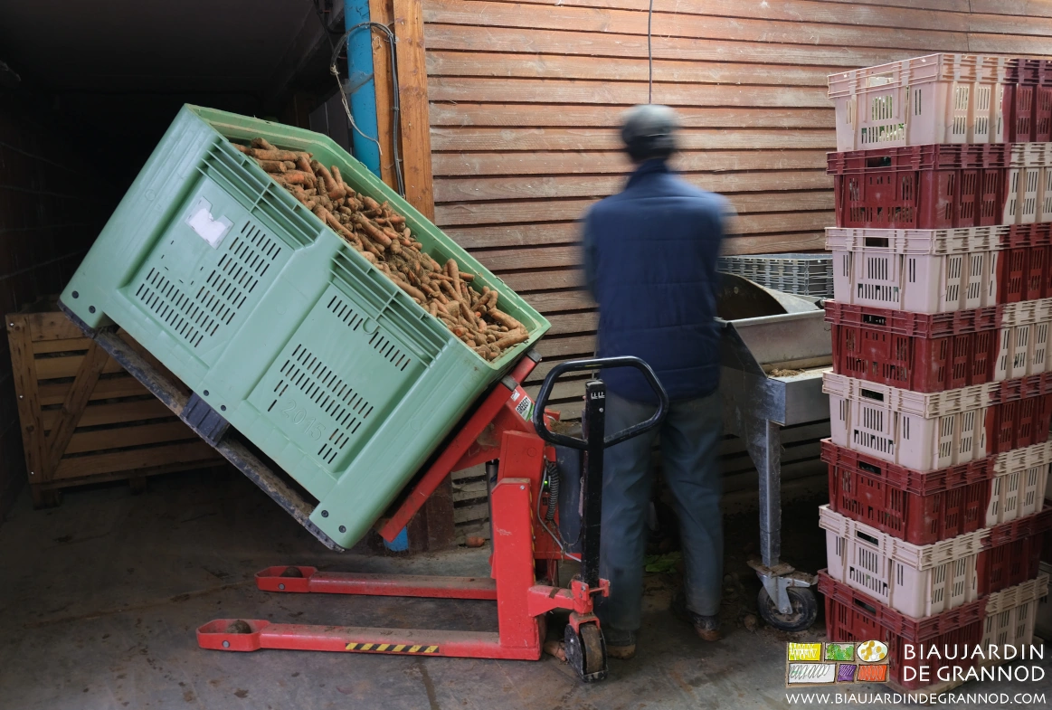 photo de Vivien à la brosseuse à carotte palox légèrement basculé car bien plein