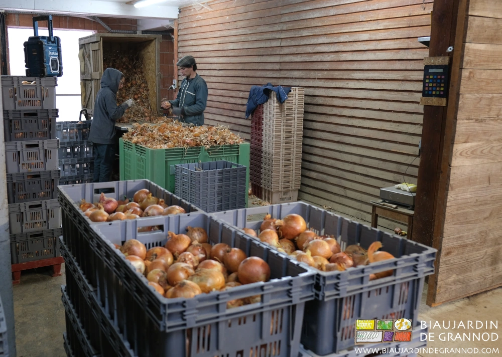 photo de Charline et Vivien préparant l'oignon jaune pris dans palox incliné