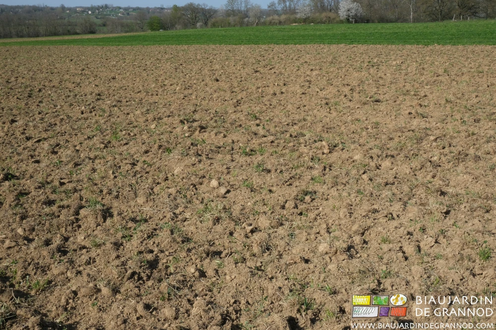 photo du déchaumage aéré d'engrais vert pluriannuel avant de monter les planches permanentes
