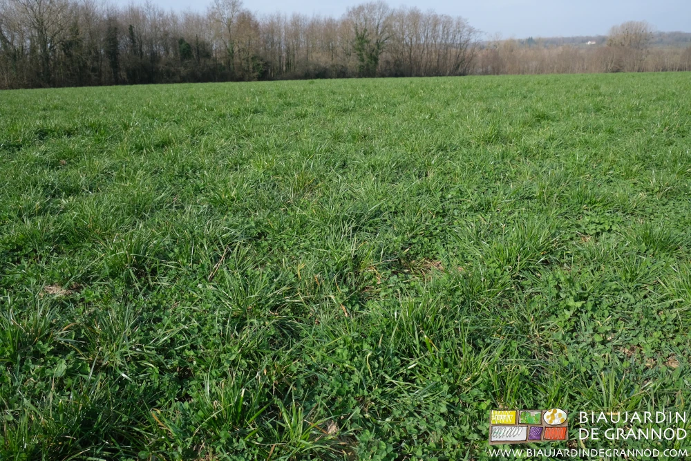 photo de la parcelle couverte de son engrais vert pluriannuel type prairie temporaire