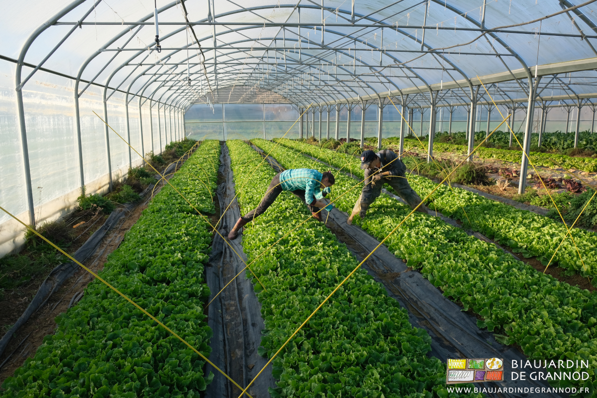 photo de Vivien et Émilie installant des arceaux chenille fibre sur les planches de scarole sous tunnel