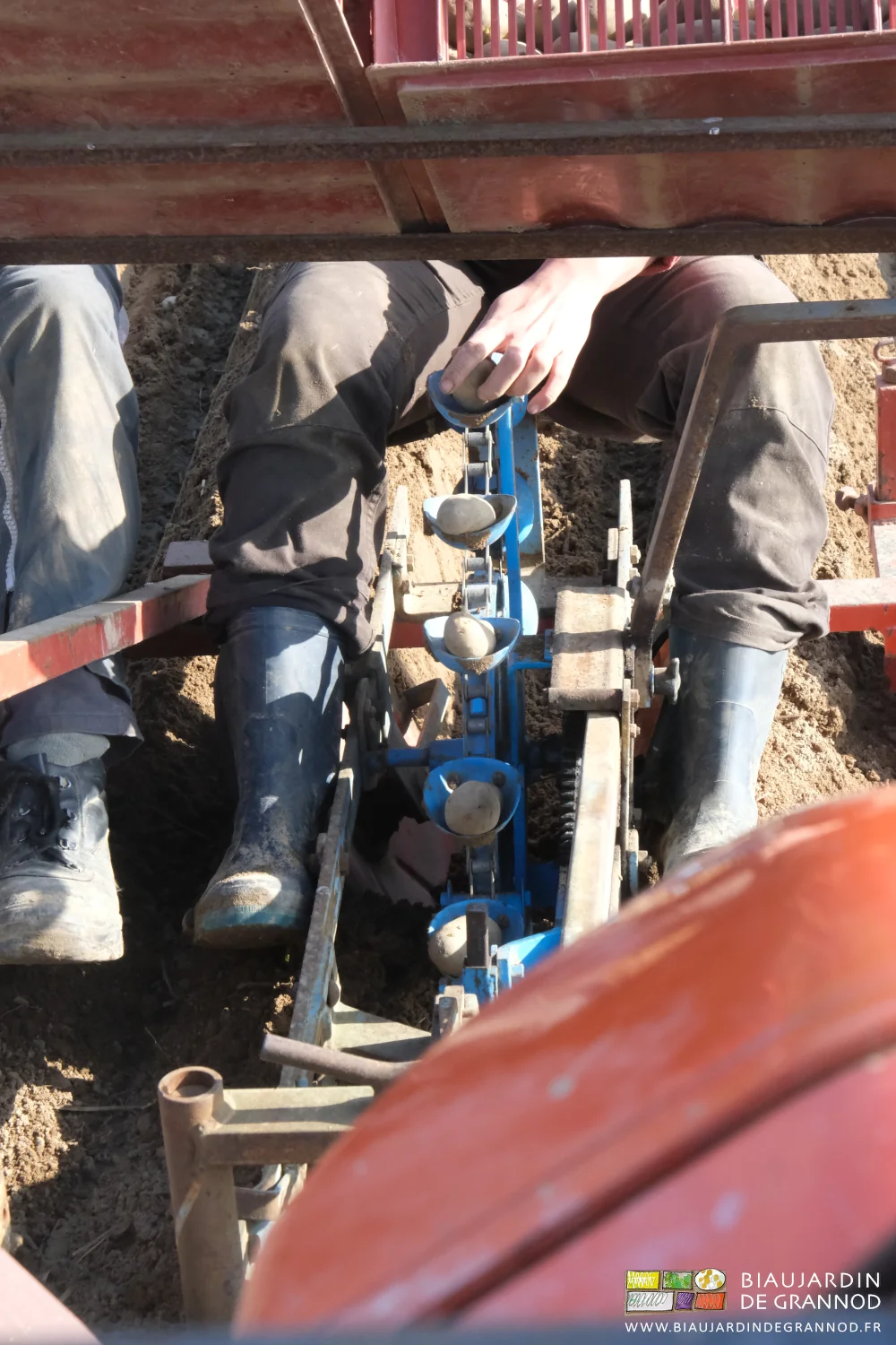 photo proche des mains déposant un à un dans le distributeur à godets les plants germés 
