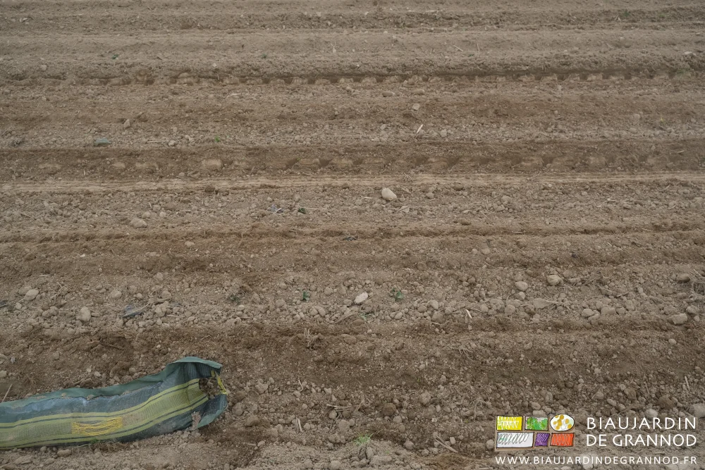 photo proche d'une planche hersée en plein et les plants levant juste