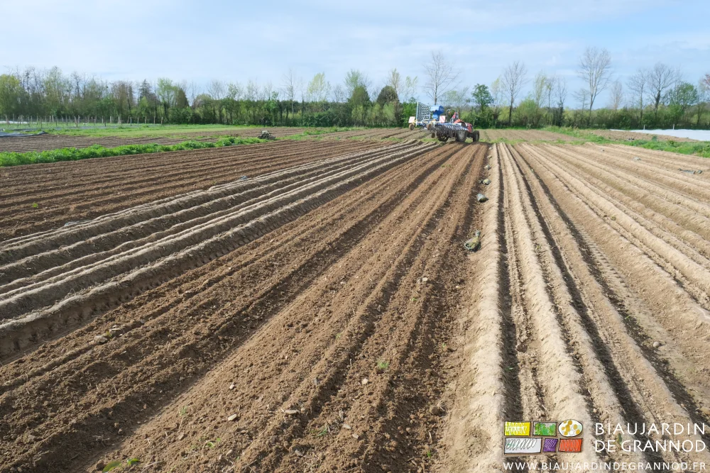 photo de l'étrillage en cours à l'aveugle dans les pommes de terre en cours de levée