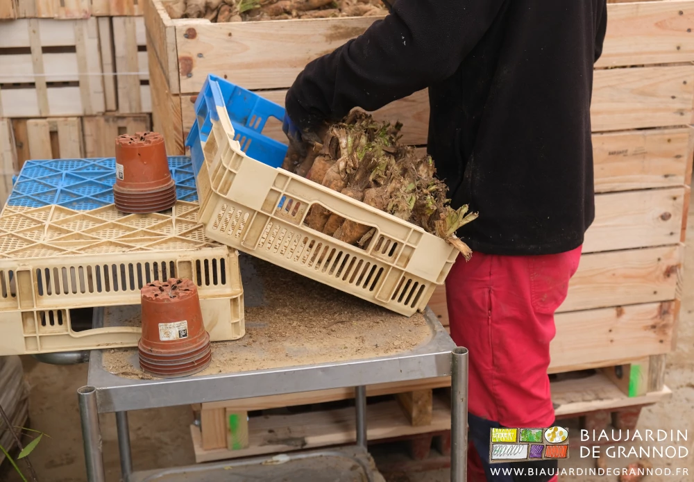 photo proche des mains rangeant une à une les racines dans la caisse disposée en pente sur table 