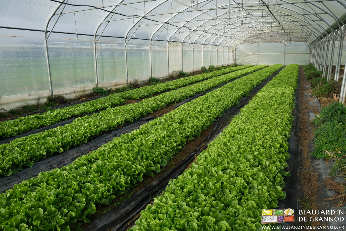 photo d'un tunnel de 4 planches de scarole hivernée