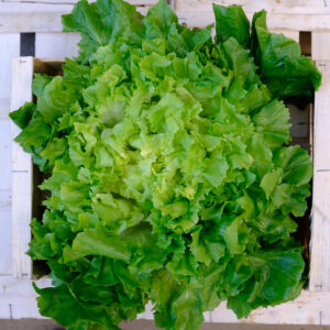 photo de scarole au cœur blanchi sur une cagette bois