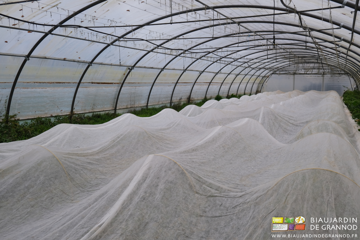 photo de culture protégée par arceau chenille et voile sous tunnel par temps gris et gel