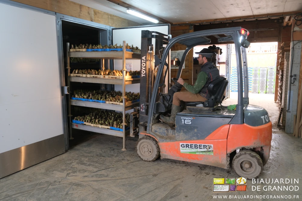 photo de Matthieu amenant au chariot élévateur une pile de bacs d'endives dans le local