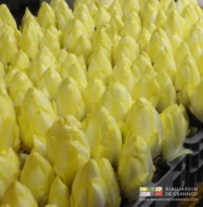 photo d'endives en bac bonnes à la récolte