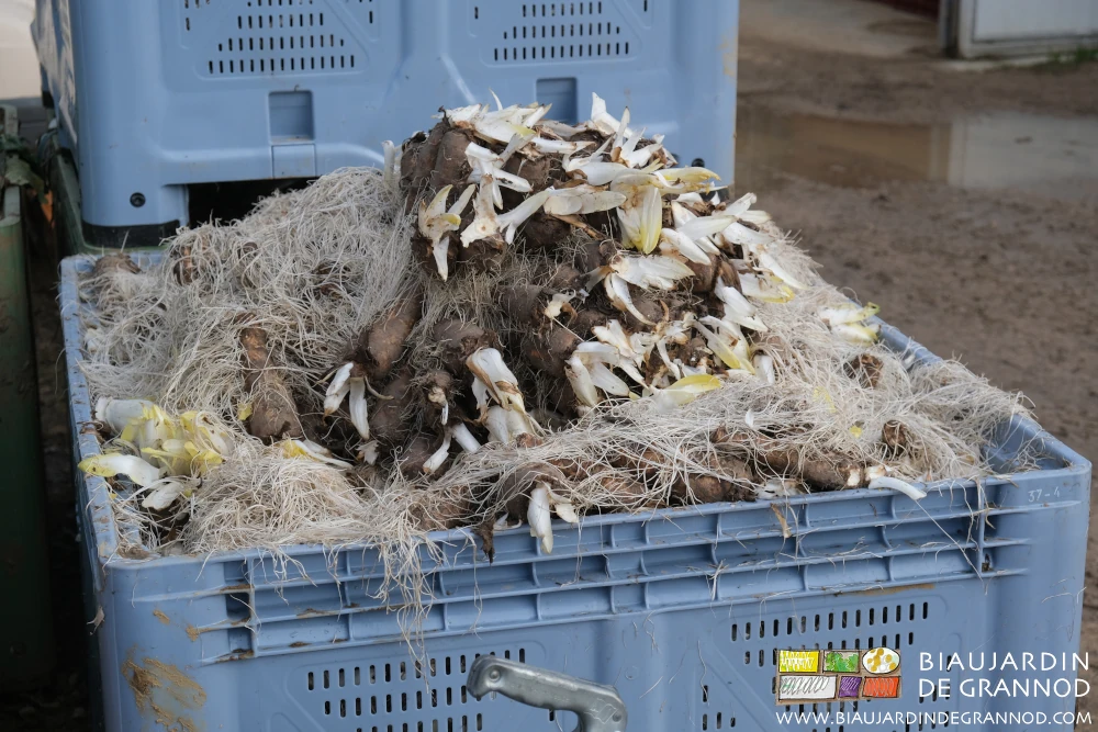 photo de palox rempli de racines récoltées et feuilles éliminées