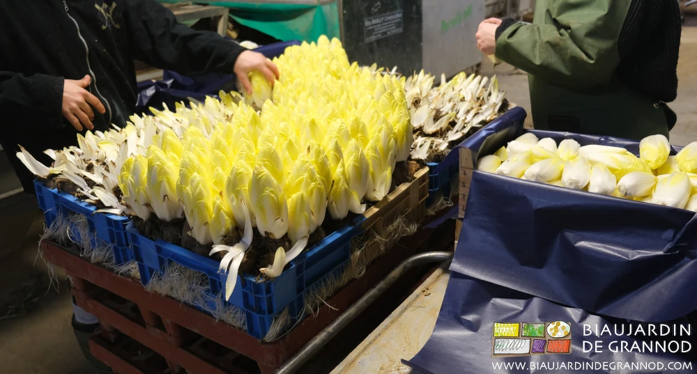 photo des endives en cagette de livraison avec protection contre la lumière