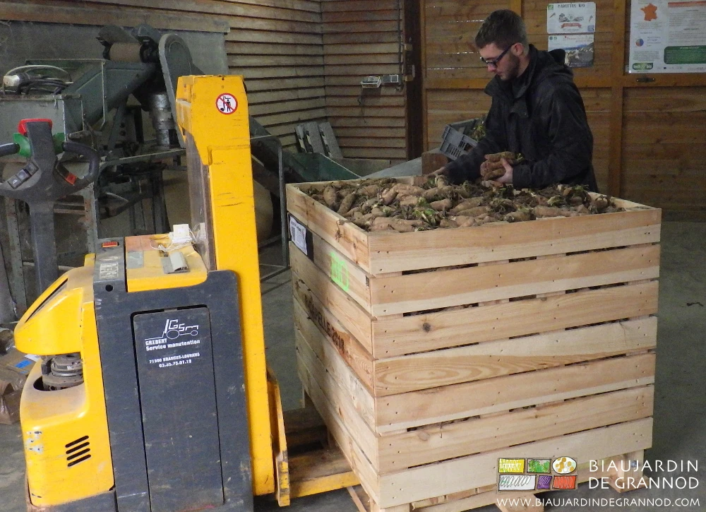 photo de Matthieu repnant les racines dans le palox porté par le gerbeur électrique