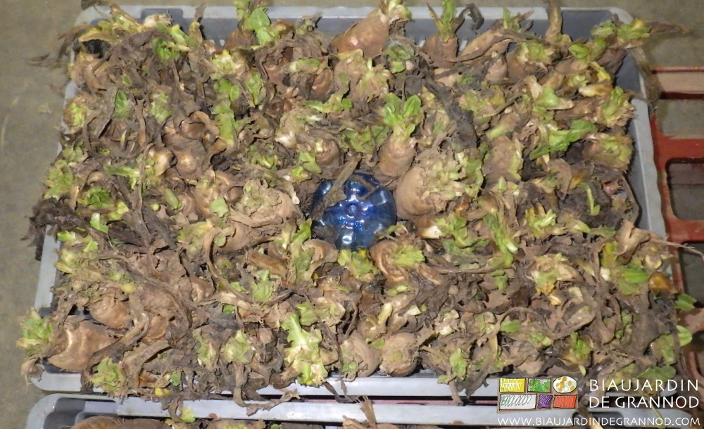 photo de cagette de racines rangées pour aération centrale