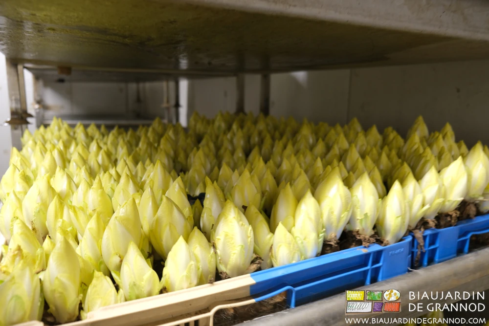 photo de caisses d'endives quasi prêtes à la récolte