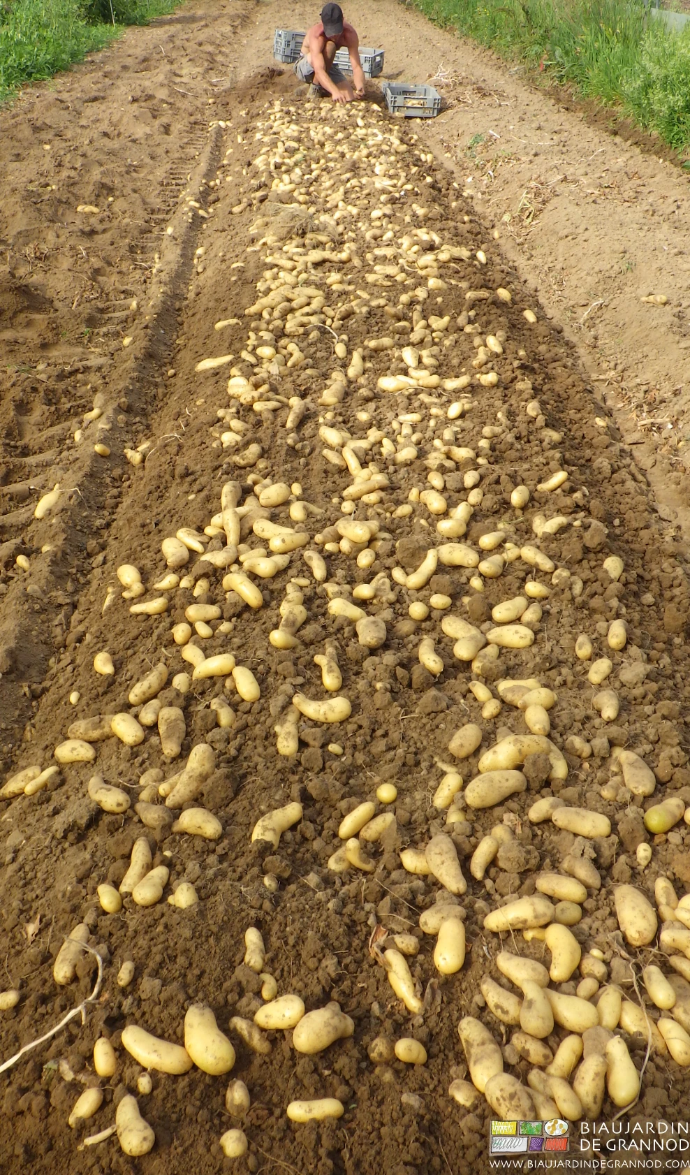photo de Matthieu sous tunnel récoltant à la main la pomme de terre nouvelle