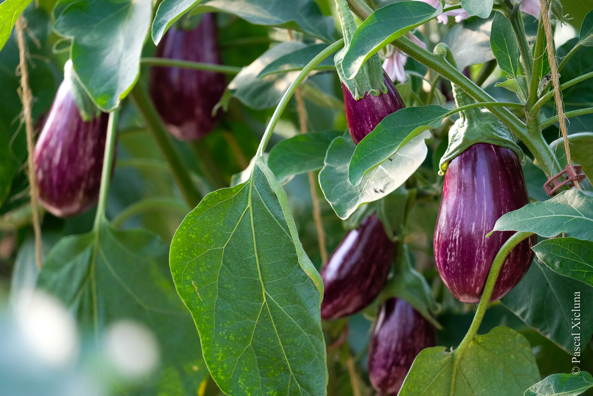 photo par pasacal Xicluna d'une variété d'aubergine violette légèrement striée de blanc crème