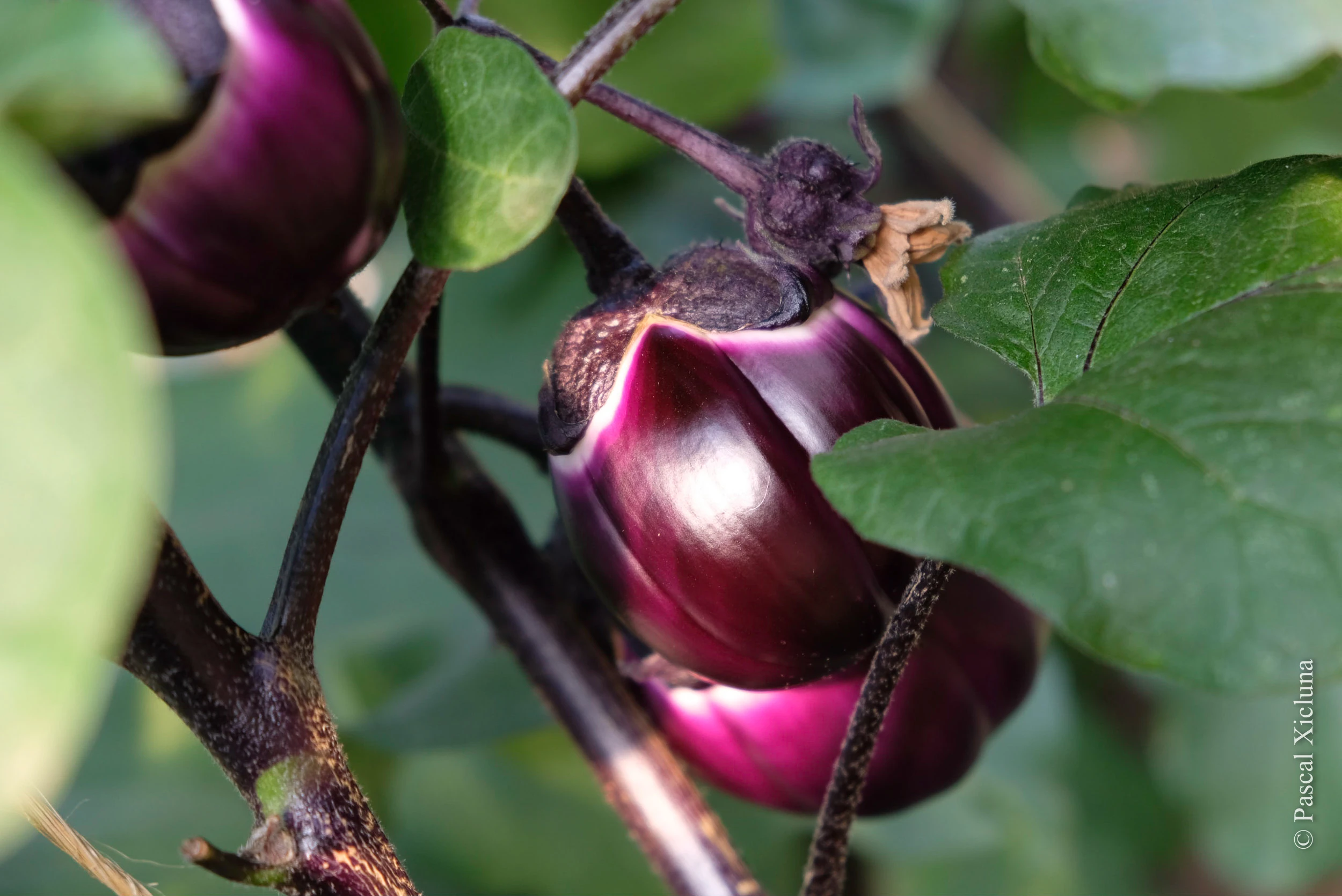 Photo par Pascal Xicluna d’une variété d’aubergine à pédoncule violet
