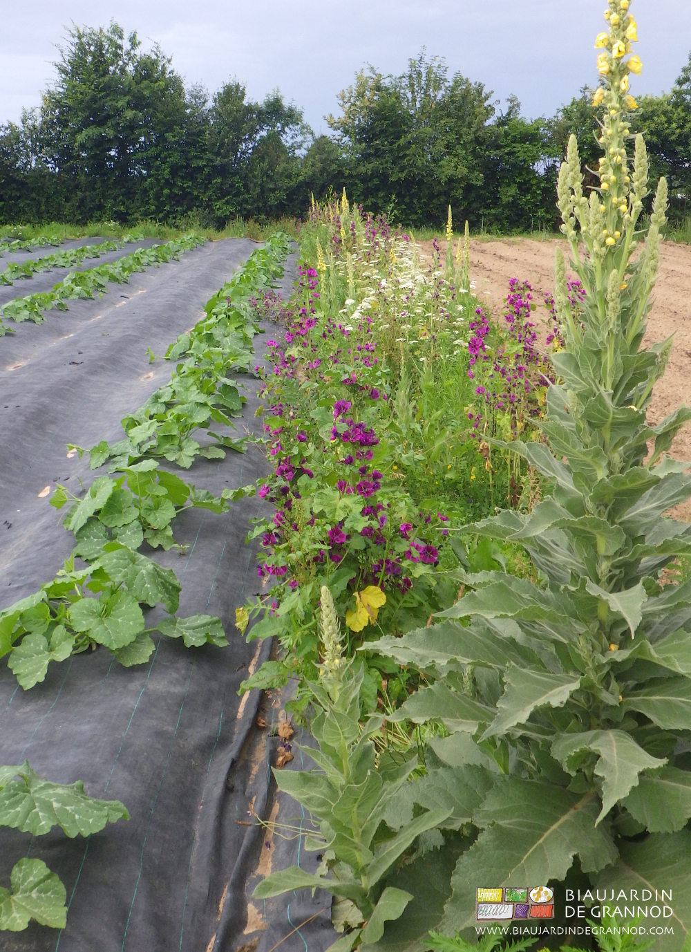 photo du carré de courge en cours de déveloippement avec bande fleurie violette de mauve