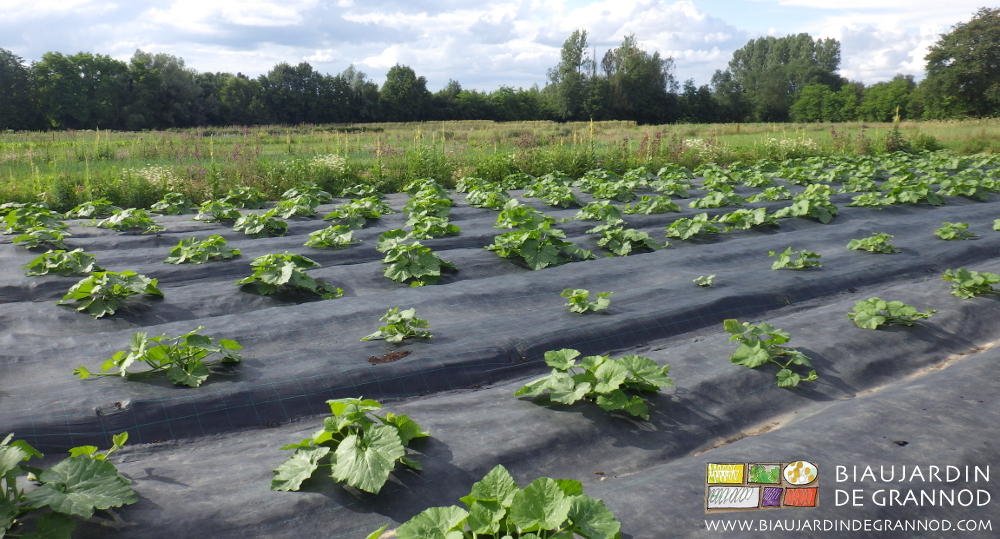 photo sous le soleil des jeunes courges longée de molène et mauve en floraison