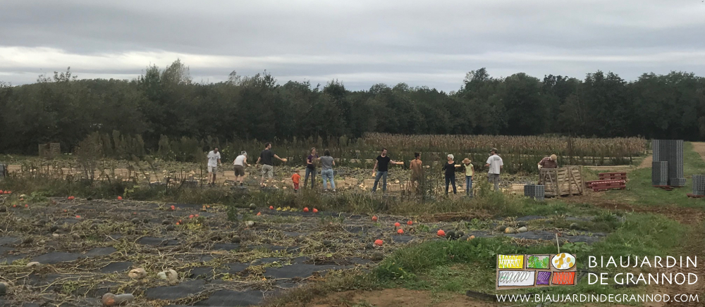 photo de la ligne des amapiens qui se fait passer les courges une à une