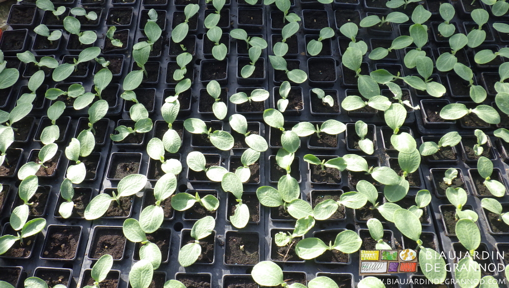 photo des jeunes plants de courge en godets de terreau