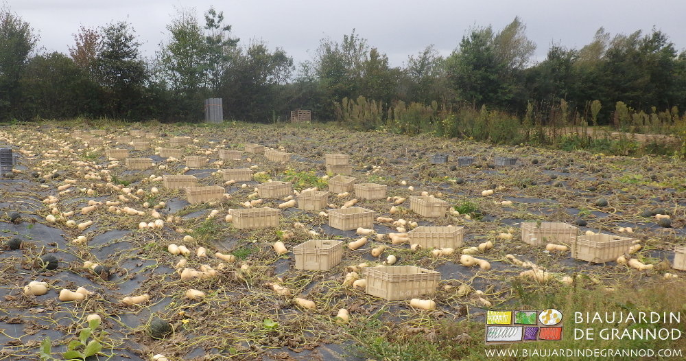 photo du carré de courges sans feuilles les fruits coupés et cagettes réparties au sol