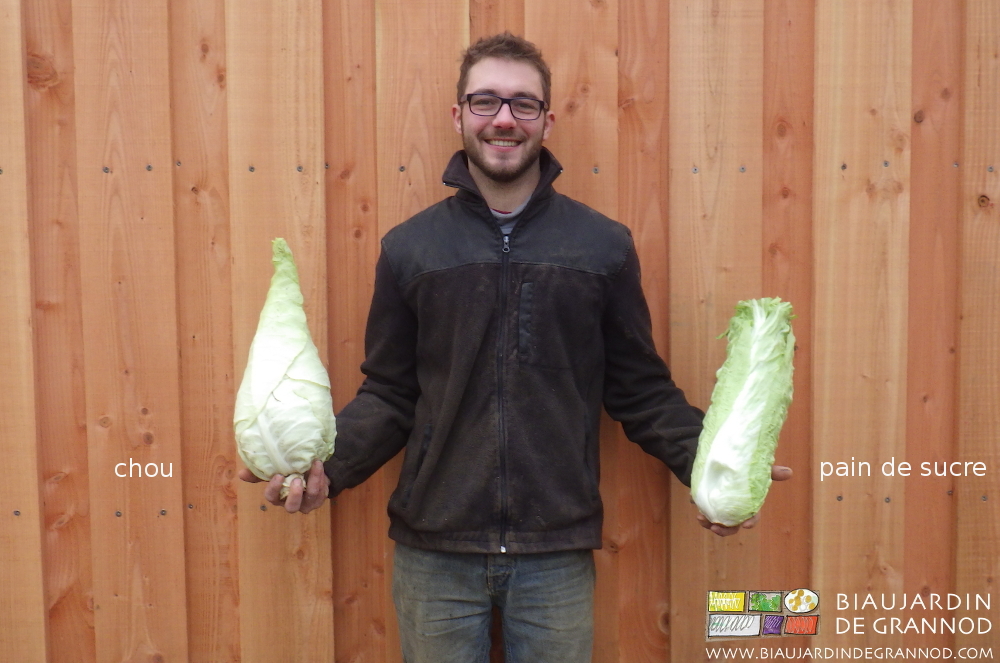 photo de Matthieu souriant avec chou pointu d'une main, pain de sucre de l'autre