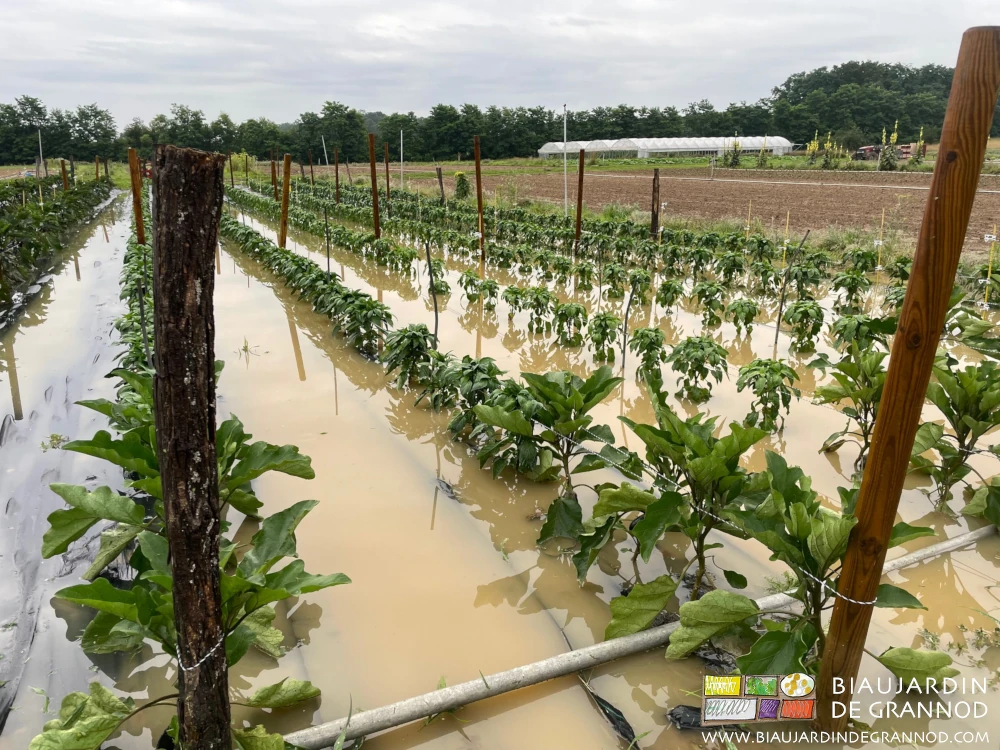 Photo du carré d’aubergine et poivron les pieds dans l’eau au mois de juillet, plus de récolte !