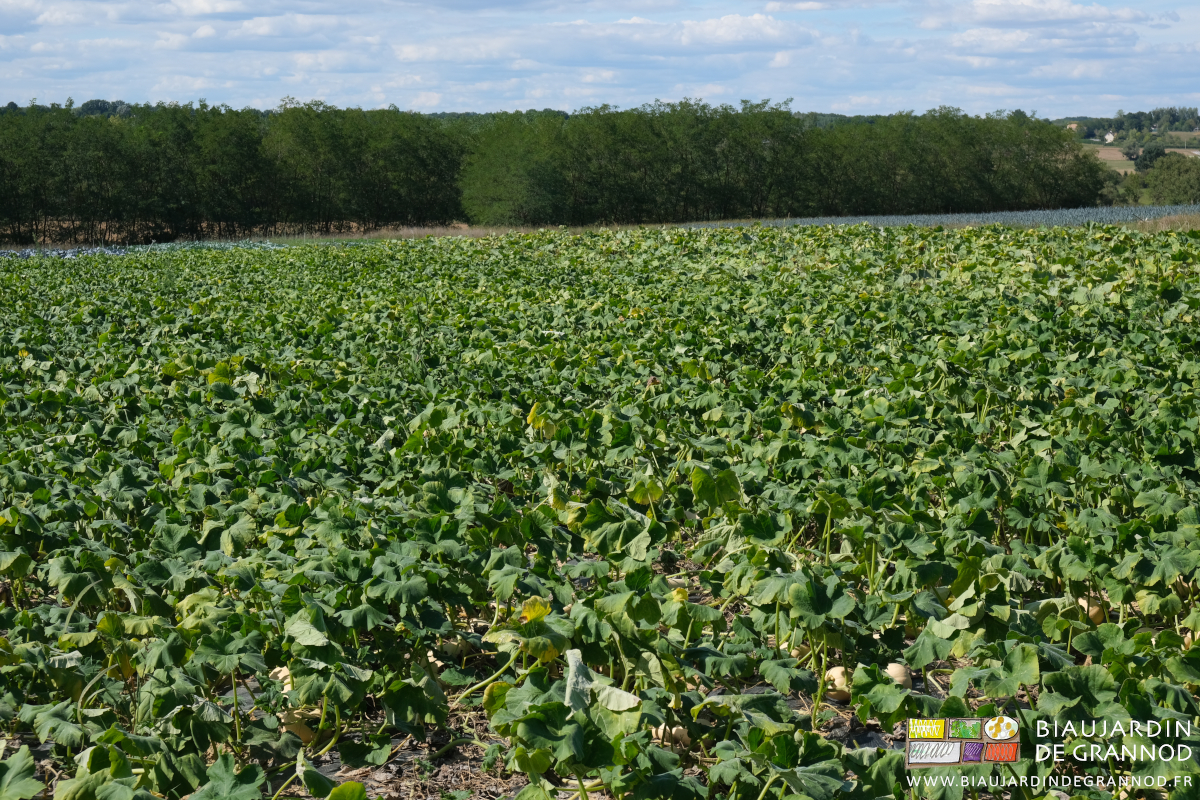 photo des feuilles de courge en train de faner par manque d'eau