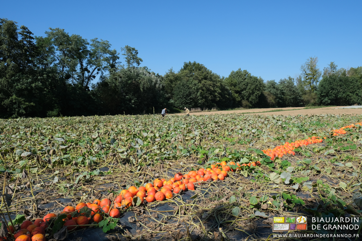 photo sous très beau nsoleil des potimarons orange coupés alignés avant mise en palox