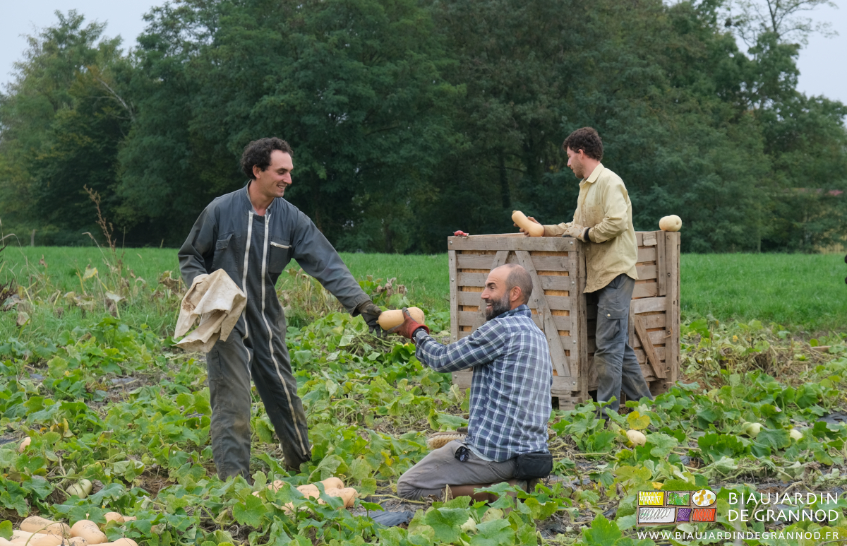 photo d'essyage, manipulation et rangement en palox de butternut