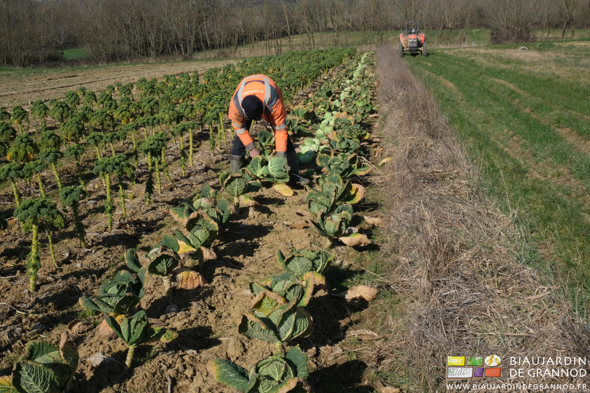 photo de récolte manuelle de milan avec le "coupe-chou"