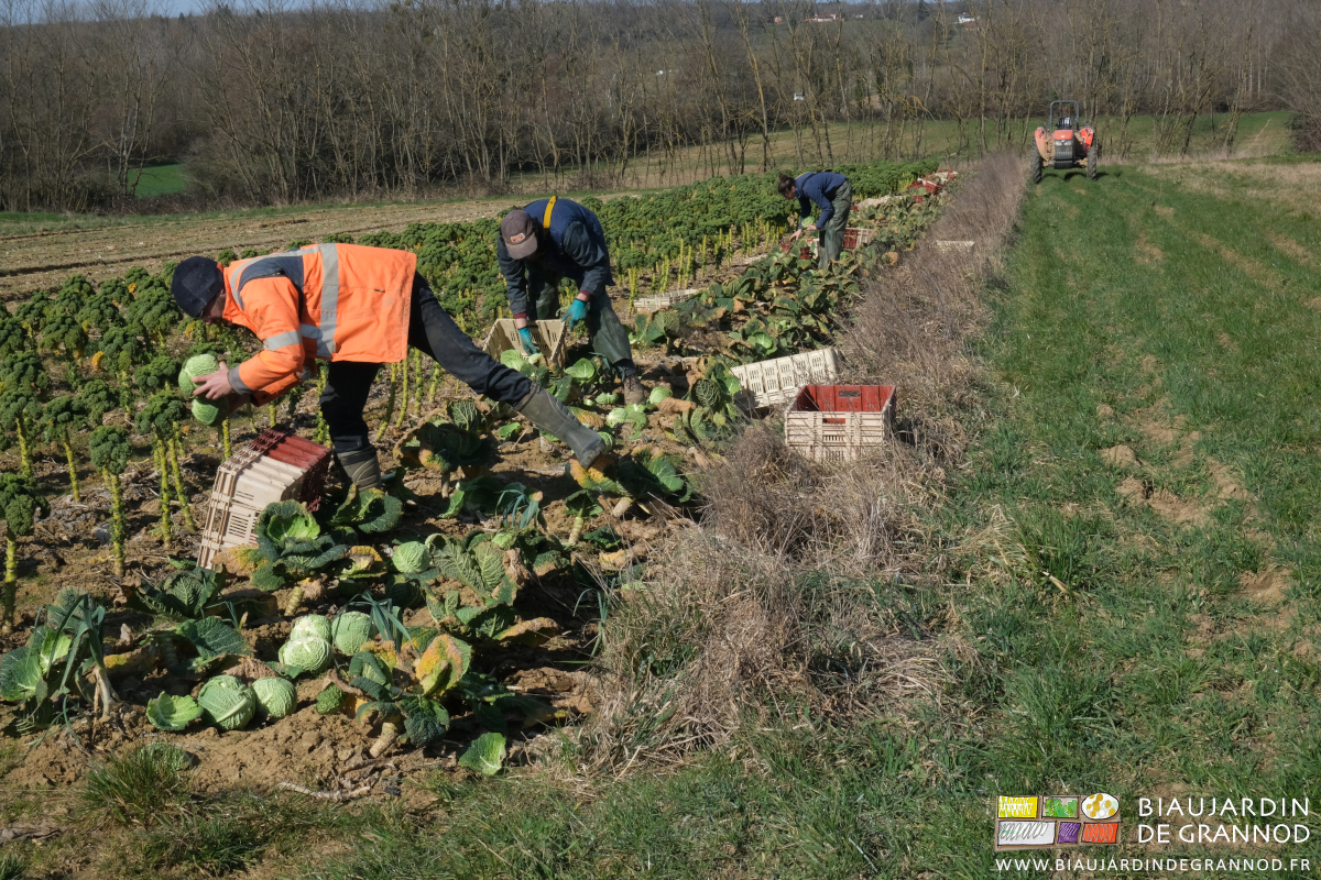 photo de mise en caisse des milan coupés et alignés sur la planche