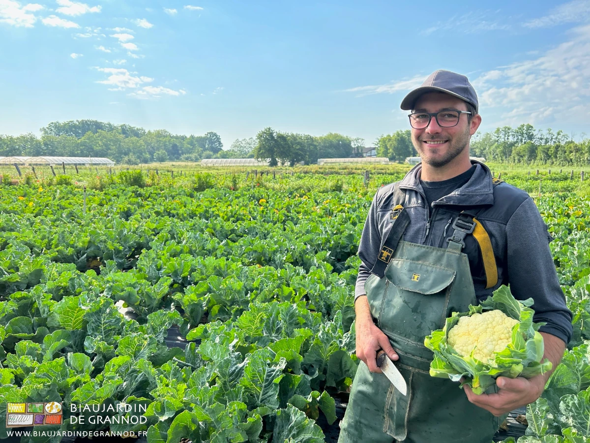 photo de Matthieu tout sourire posant chou-fleur et couteau en main dans le carré de chou-fleur