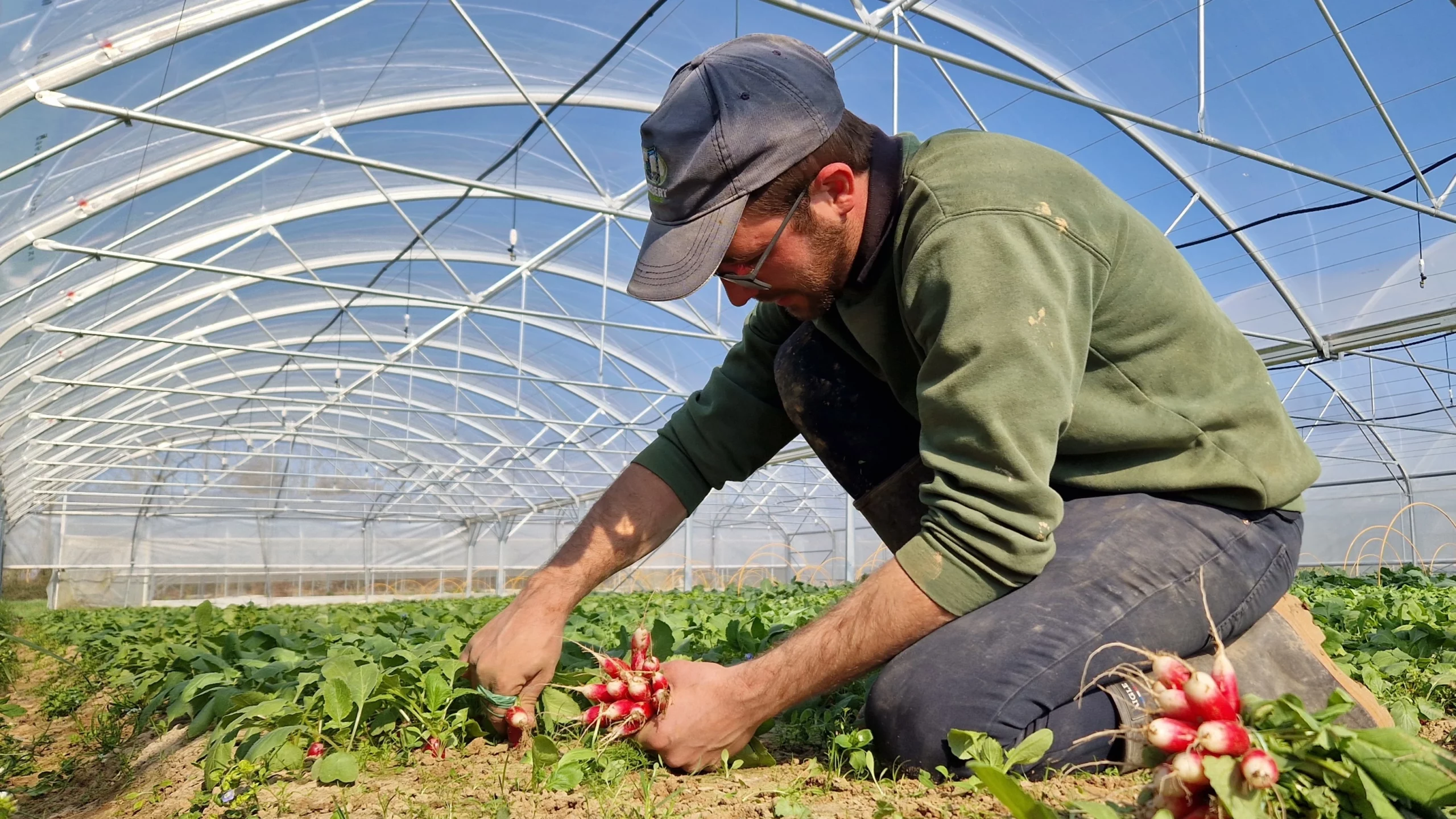 photo de Matthieu bottelant du radis sous tunnel en avril