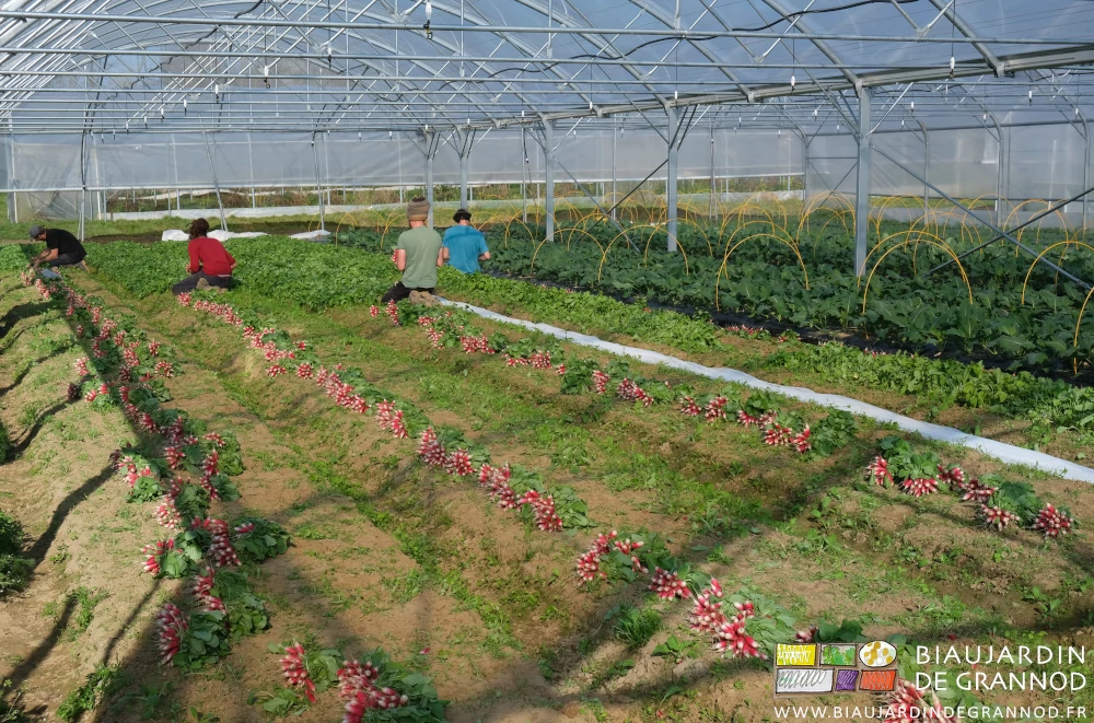 photo sous ciel bleu de l'équipe à genoux bottelant des radis sous tunnel